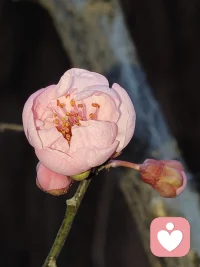 倾听，是一种细腻的智慧，是对他人内心世界的理解与尊重。我会以心聆听，用真诚与你沟通，让思想与情感在寂静中绽放。在繁忙的生活中，倾听是最佳的安慰剂，让你我他之间的联系更加紧密。开始倾听，世界将变得更加美好。
我在这里等你！配图