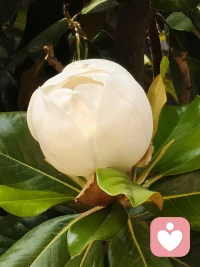 我们生而有翼，不是来人间受苦的。
每个人生来，都带着感知幸福、奔赴自由的羽翼。它从不是有形的翅膀，而是心底与生俱来的热爱、勇气与接纳美好的能力。我们降临这世间，本就不是为了终日困在生活的一地琐碎里自我拉扯，不是为了被焦虑、委屈、疲惫裹挟，在无尽内耗里自我为难、自我消耗。配图