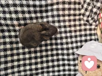 治愈而又温暖的时候，小动物