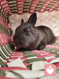 治愈而又温暖的时候，小动物