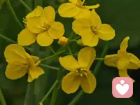 风过处，是金黄的浪，粉色的香，紫色的梦，春天的模样，都在这里了。配图