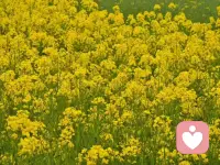 风过处，是金黄的浪，粉色的香，紫色的梦，春天的模样，都在这里了。配图