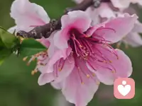 风过处，是金黄的浪，粉色的香，紫色的梦，春天的模样，都在这里了。配图