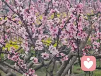 风过处，是金黄的浪，粉色的香，紫色的梦，春天的模样，都在这里了。配图