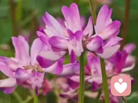 风过处，是金黄的浪，粉色的香，紫色的梦，春天的模样，都在这里了。配图