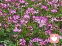 风过处，是金黄的浪，粉色的香，紫色的梦，春天的模样，都在这里了。配图