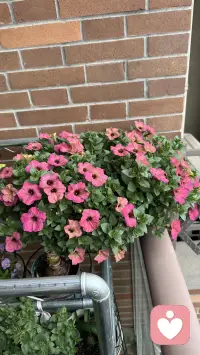 花草不语，治愈所有焦虑。配图