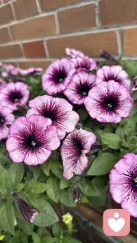 花草不语，治愈所有焦虑。配图