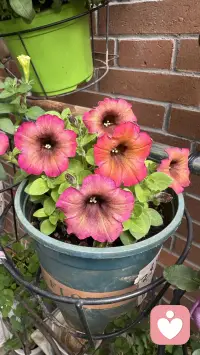 花草不语，治愈所有焦虑。配图