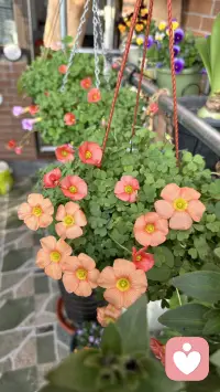 花草不语，治愈所有焦虑。配图