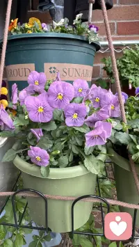 花草不语，治愈所有焦虑。配图