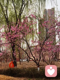 桃李春风一杯酒，江湖夜雨十年灯。配图