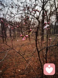 桃李春风一杯酒，江湖夜雨十年灯。配图