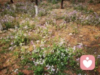 在心里种花，人生才不会荒芜。
不必等外界阳光普照。
不必盼他人浇水，施肥。
你自己便是自己的土壤与春天。
把焦虑化作松壤，把敏感养成柔风。
把委屈酿成细雨。
在心底种下温柔、从容与热爱。
慢慢生根，悄悄发芽。
哪怕外界风雨喧嚣，
只要内心有花常开，有热爱可奔赴，
日子就不会暗淡，灵魂便永远丰盈，
心有繁花，一路芬芳，
日子清净，抬头皆是温柔。配图