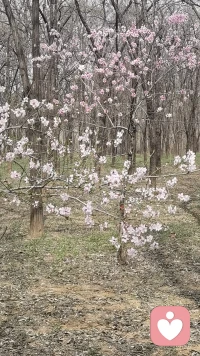 在心里种花，人生才不会荒芜。
不必等外界阳光普照。
不必盼他人浇水，施肥。
你自己便是自己的土壤与春天。
把焦虑化作松壤，把敏感养成柔风。
把委屈酿成细雨。
在心底种下温柔、从容与热爱。
慢慢生根，悄悄发芽。
哪怕外界风雨喧嚣，
只要内心有花常开，有热爱可奔赴，
日子就不会暗淡，灵魂便永远丰盈，
心有繁花，一路芬芳，
日子清净，抬头皆是温柔。配图