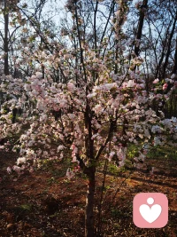 繁花似锦，
春意盎然，
人生苦短，
开心就好。配图