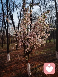 繁花似锦，
春意盎然，
人生苦短，
开心就好。配图