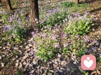 又是春意盎然的时候，
去年这时候，
好多人在这里挖荠菜，
今年怎么没人挖了呢？
年年岁岁花相似，
岁岁年年人不同，
珍惜美好时光，
每天都有好心情！配图