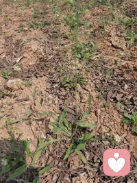 又是春意盎然的时候，
去年这时候，
好多人在这里挖荠菜，
今年怎么没人挖了呢？
年年岁岁花相似，
岁岁年年人不同，
珍惜美好时光，
每天都有好心情！配图