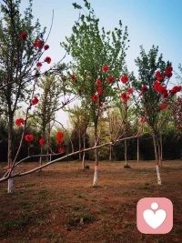 梅花枝头春意闹配图