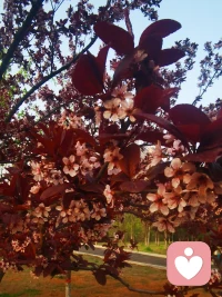 梅花枝头春意闹配图