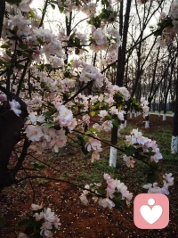 西府海棠，
好美，
好像一位新嫁娘。配图