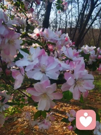 西府海棠，
好美，
好像一位新嫁娘。配图