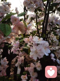 迟日江山丽，春风花草香。