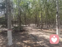 漫步林中，看柳絮飞舞。
人生本来简单，就让它简单。