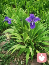 鸢尾花，象征光明与自由。