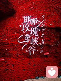 无论你谈什么，
我都能稳稳接住，
无论你说什么，
我守口如瓶。配图