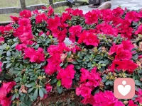 周末出来看看花草，心情美美哒