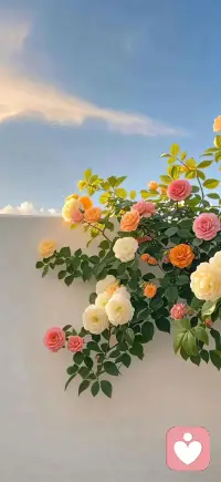 不执，不是消沉，是知晓世间万般皆有归途。就像流云从不为山河停驻，晨光不必与暮色争辉，清风何须和细雨逐浪，各循各的轨迹，各守各的清宁。执念太深，终会困于方寸一隅；放下心头牵绊，方得人生万般从容。

不怨，不是麻木，是看透世事起落本为寻常。岁月起落浮沉皆是常态，怨怼再多，也渡不了前路风雨，抚不平心中怅然。不如收起满心牢骚，在平和里养一份温润心性；惜缘者自相伴，无缘者自走远，万般境遇，皆是修行。

看淡，不是寡淡，是读懂浮华皆是泡影。锦衣玉食，难抵身心安稳；名利喧嚣，不及岁月清闲。所谓安然，从来不是追逐虚妄繁华，而是珍惜当下点滴温柔。一朝一夕的恬淡，一花一叶的清欢，知足，便是圆满。

不执，是与过往释怀，亦是与自己和解；不怨，是让心绪安然，亦是让生活向阳；看淡，是和岁月温柔相伴，亦是和人间烟火静好。配图