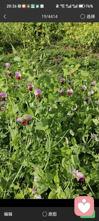 通常有悄绪时，我便去种花种菜。当拔掉地里草后，心里的烦恼便祛除七八分。
有段时间，我也产后抑郁。邻居便给我一块地，让我种菜。起先我不想要那地，我不会种呀。
那天莫名其妙的烦恼袭来，我便想起菜地。
那时菜地满是草，我便扯了一下午草，我发现扯草时，脑子里只有草，扯完草，心里那个堵劲儿就缓过来了。
我的产后抑郁没去医院，菜地救了我。再后来，我爱上心理学，便学习认知行为疗法，来到给力平台，为你拔掉心里的杂草。配图