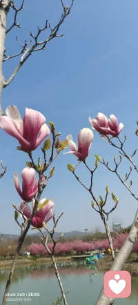 当妈妈恐惧
邻居张姐是小区出了名的“操心命”：儿子上初中，她每天要查三遍书包有没有带齐课本；放学晚回家十分钟，电话能打爆老师的手机；连儿子跟同学出去玩，她都要提前问清对方的家庭住址和父母职业。


没人比她更爱孩子，但这份爱里，藏着她自己都没察觉的恐惧——她总怕孩子走弯路，怕自己没尽到责任，怕未来有意外找上门。为了对抗这份恐惧，她能做的只有“控制”：规定儿子的作息、筛选他的朋友，甚至替他规划兴趣班和高考志愿。


可她没发现，儿子已经在这份控制里长出了两种矛盾的模样：在她面前唯唯诺诺，连说话都不敢大声；转身关上门，就跟同学吐槽“我妈就是个独裁者”。更让人揪心的是，儿子在学校里从不跟老师主动交流，哪怕被冤枉了也不敢辩解——因为在他的潜意识里，“权威”就意味着被挑剔、被控制，只能小心翼翼地讨好。


去年张姐的儿子高考失利，复读时彻底爆发了叛逆：逃课、打游戏、跟张姐对着干。张姐哭着说“我都是为他好”，却没意识到，儿子的叛逆，本质上是在反抗她投射过来的恐惧。


更让人唏嘘的是代际的轮回。有次我去张姐家，看到她儿子对着刚上小学的妹妹大喊：“跟你说多少遍了，不许碰我的东西！”那语气，和张姐训他时一模一样。原来恐惧就像一颗种子，妈妈种在孩子心里，孩子长大后，又会不自觉地把它种在自己的孩子身上。


而在事业上，张姐的儿子更是处处受限。去年他毕业找工作，明明拿到了心仪的offer，却因为怕完不成业绩，愣是辞了职，找了一份薪水低但稳定的工作。他说“我怕出错”，这四个字，正是张姐多年来灌输给她的。


其实我们身边有太多这样的妈妈，她们用爱包裹着恐惧，却不知道这份恐惧，才是伤害孩子最深的武器。真正的爱，从来不是把孩子护在自己的羽翼下，而是教会他如何面对恐惧，如何在风雨里长出自己的翅膀。配图