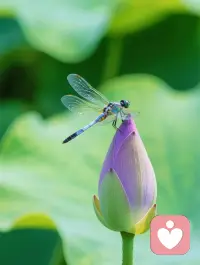  不必焦虑，花有花期，人有时运，努力且平静，自有答案。配图