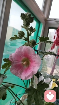 日子慢慢走，把喜欢的事做好，一切都会顺顺利利。