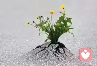 无论身处何方，陷于何地，都要向下扎根，向上开花。