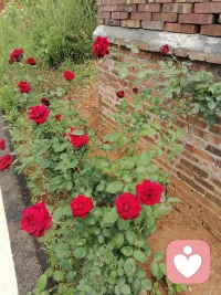 相信每天都是斩新的开始配图