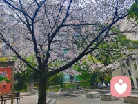 被伤过的心怎样才能抚平呢？配图