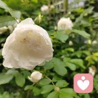 聆听世间心事，守护每份柔软，愿你被世界温柔相拥！早安