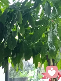 这个平台怎么玩呀配图