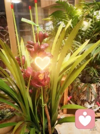 晨光重启，心向新生，万事可奔赴配图