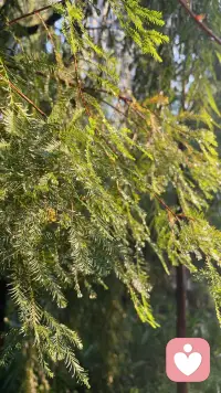 最厉害的心态，其实就四个字： 放过自己 。不拿别人的标准为难自己，不拿过去的错误惩罚自己，不拿未发生的焦虑消耗自己。允许自己不完美，允许自己慢慢来，允许生活有遗憾。胖一点没关系，慢一点没关系，平凡一点也没关系。你不必活成别人眼中的优秀，只需活成自己喜欢的样子。配图