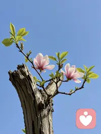 好好生活，好好爱自己，生活不是对抗，是和解，——和自己；和时光；和世界，和所有的不完美。
                        不强求，不执念。
                        事随心，人随缘。配图