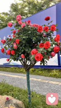如果活着不是为了快乐，那长命百岁还有什么意义呢？在无法重来的人生里，请尽量快乐！凡事看开点，日子简单点，心头敝亮点，风雨由天，快乐由己。记住，首先你要快乐，其他的都是其次！配图