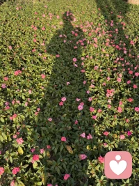 穿了一条花裙子
发现美的眼睛👀
背后是热爱生活的心❤️配图