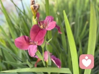 不敢出门了
怕被美晕
迷倒在春天里
我可没有去找春天
是春天来找我的。
哈哈😄配图