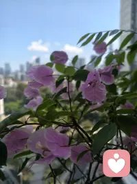 不敢出门了
怕被美晕
迷倒在春天里
我可没有去找春天
是春天来找我的。
哈哈😄配图