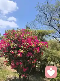 不敢出门了
怕被美晕
迷倒在春天里
我可没有去找春天
是春天来找我的。
哈哈😄配图